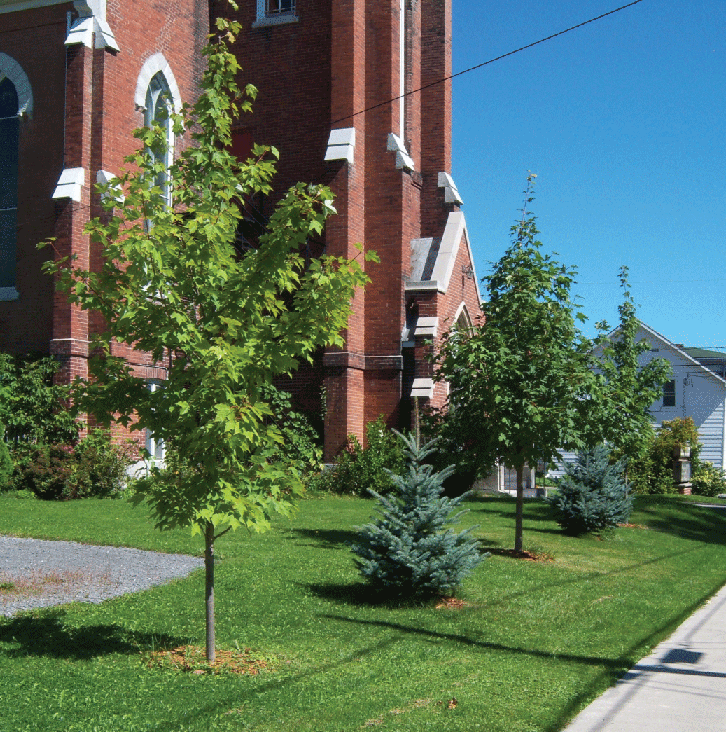 Lennox & Addison Stewardship Council - Maples planted in Napanee