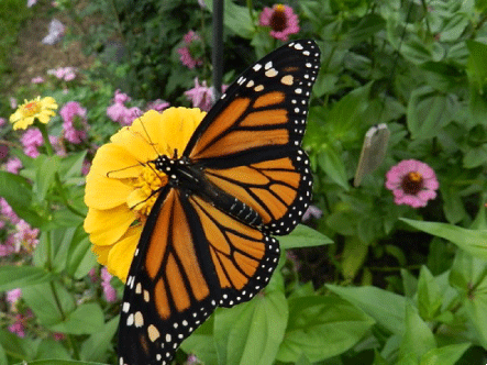 Lennox & Addingston Stewardship Council - Monarch Butterfly